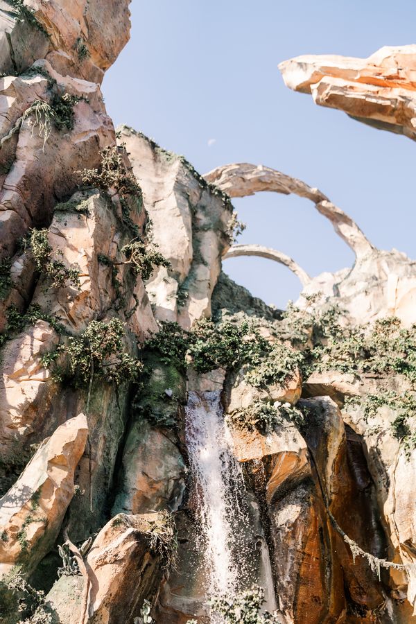 Animal Kingdom Tree of Life detail