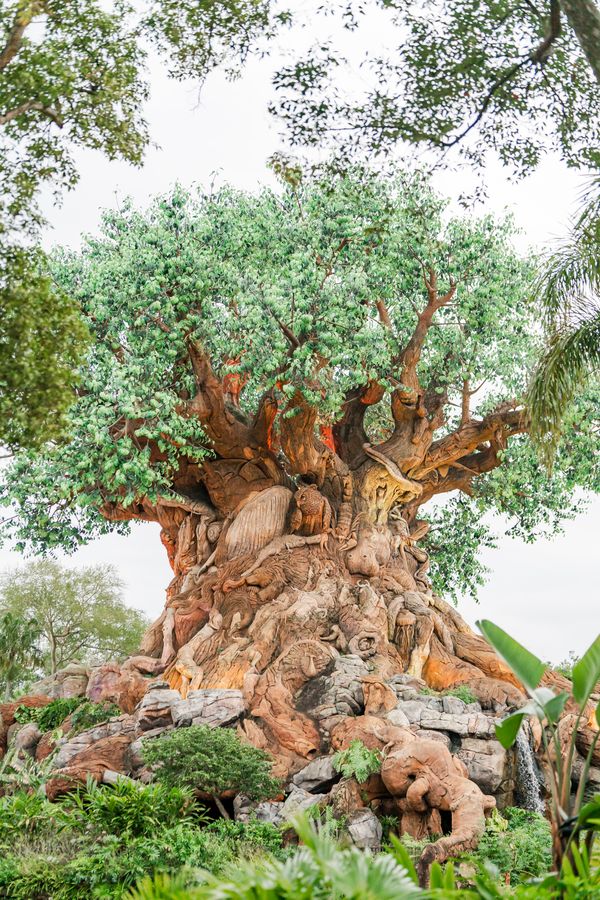 Animal Kingdom Tree of Life
