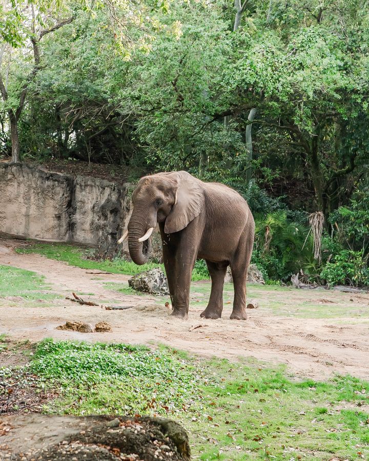 Elephant at Animal Kingdom