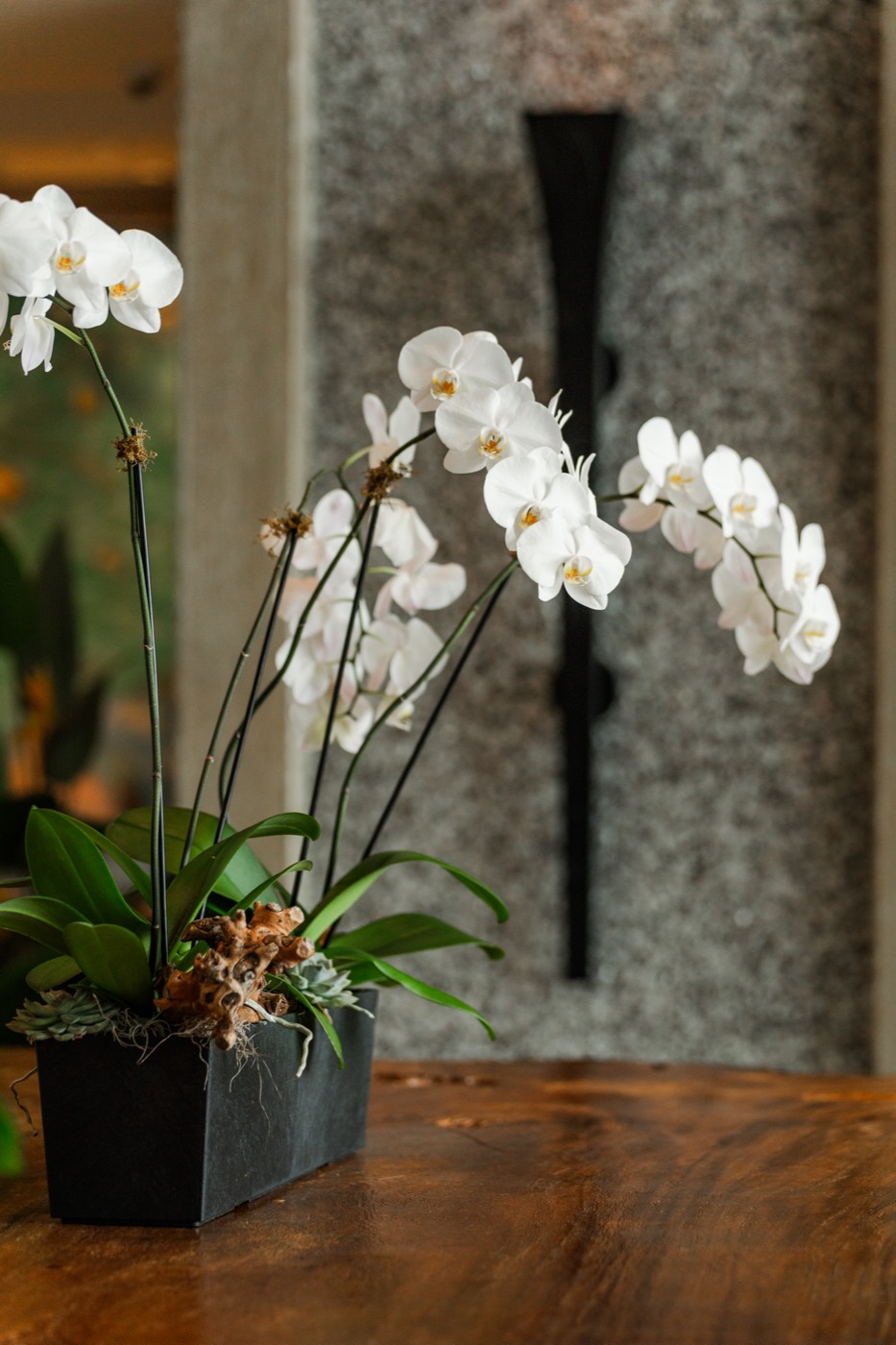 Orchids in a Polynesian resort lobby
